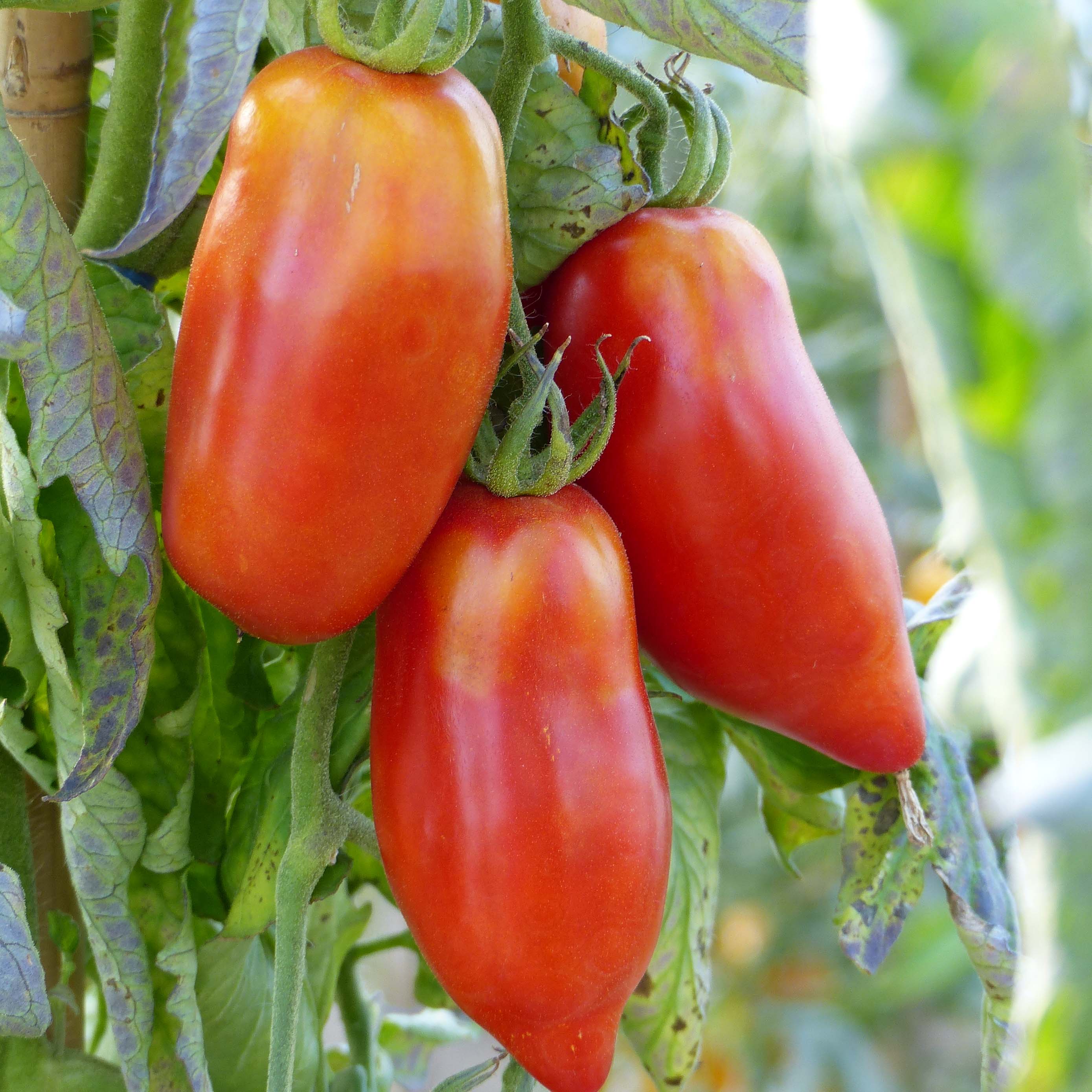 Tomate Cornue des Andes - Tomate poivron