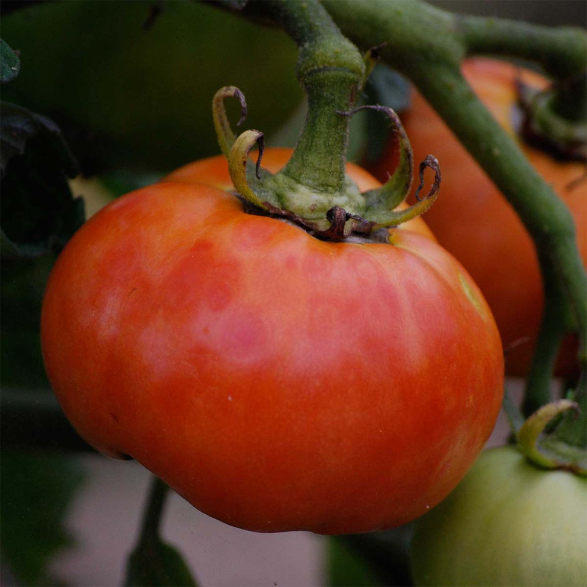 Tomate Delicate Bio - Ferme de Sainte Marthe