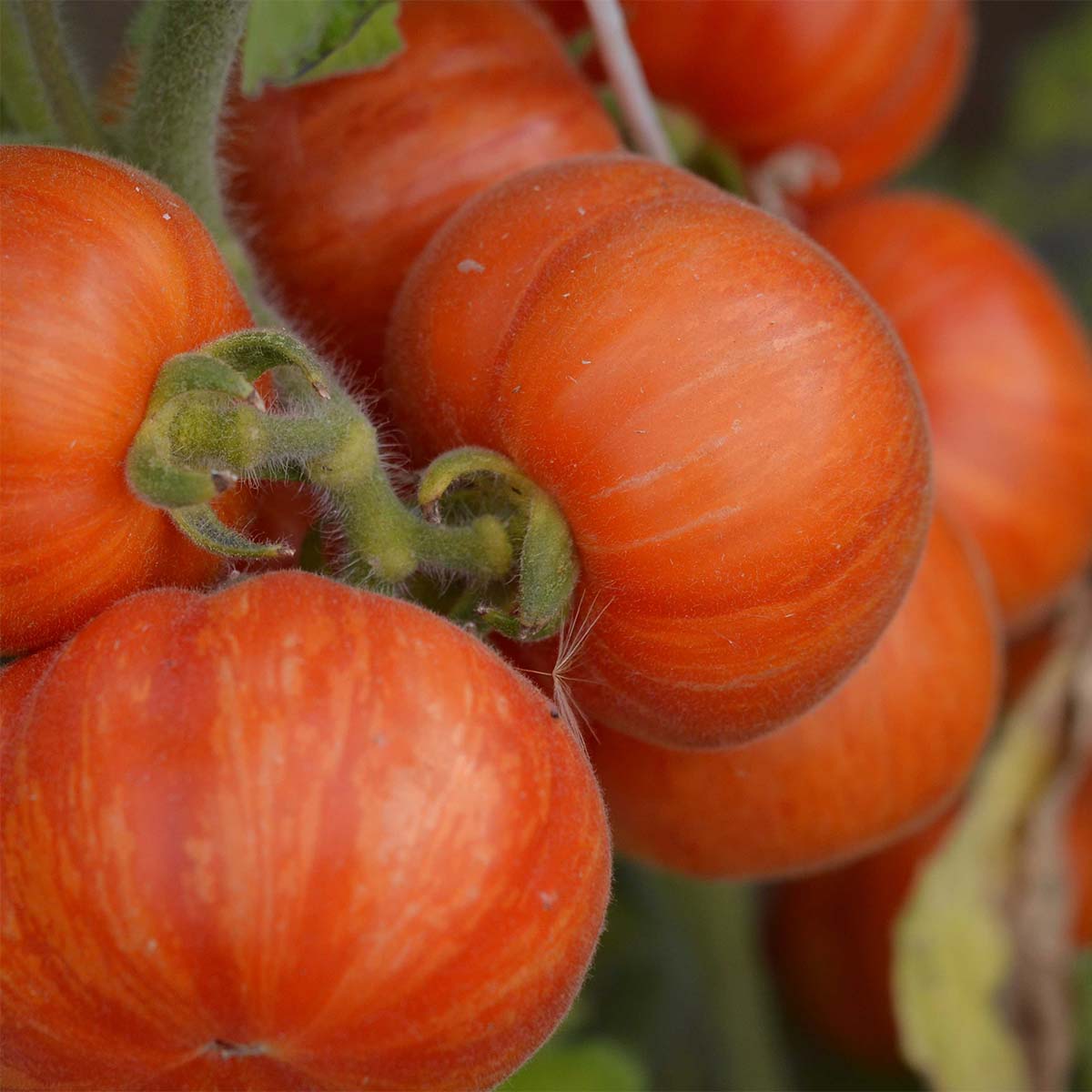 Tomate Elberta Peach Bio - Ferme de Sainte Marthe