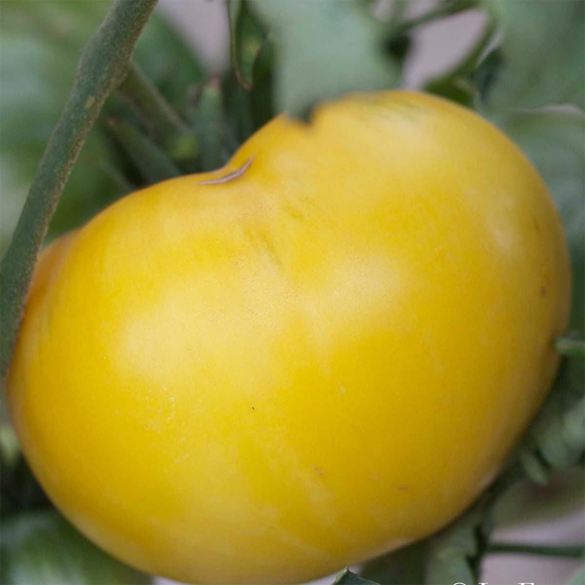 Tomate Great White Beefsteak Bio - Ferme de Sainte Marthe