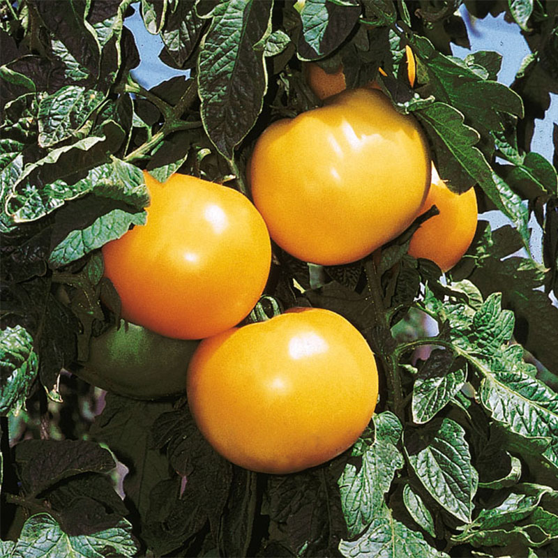 Tomate Lemon Boy F1 - Solanum lycopersicum 