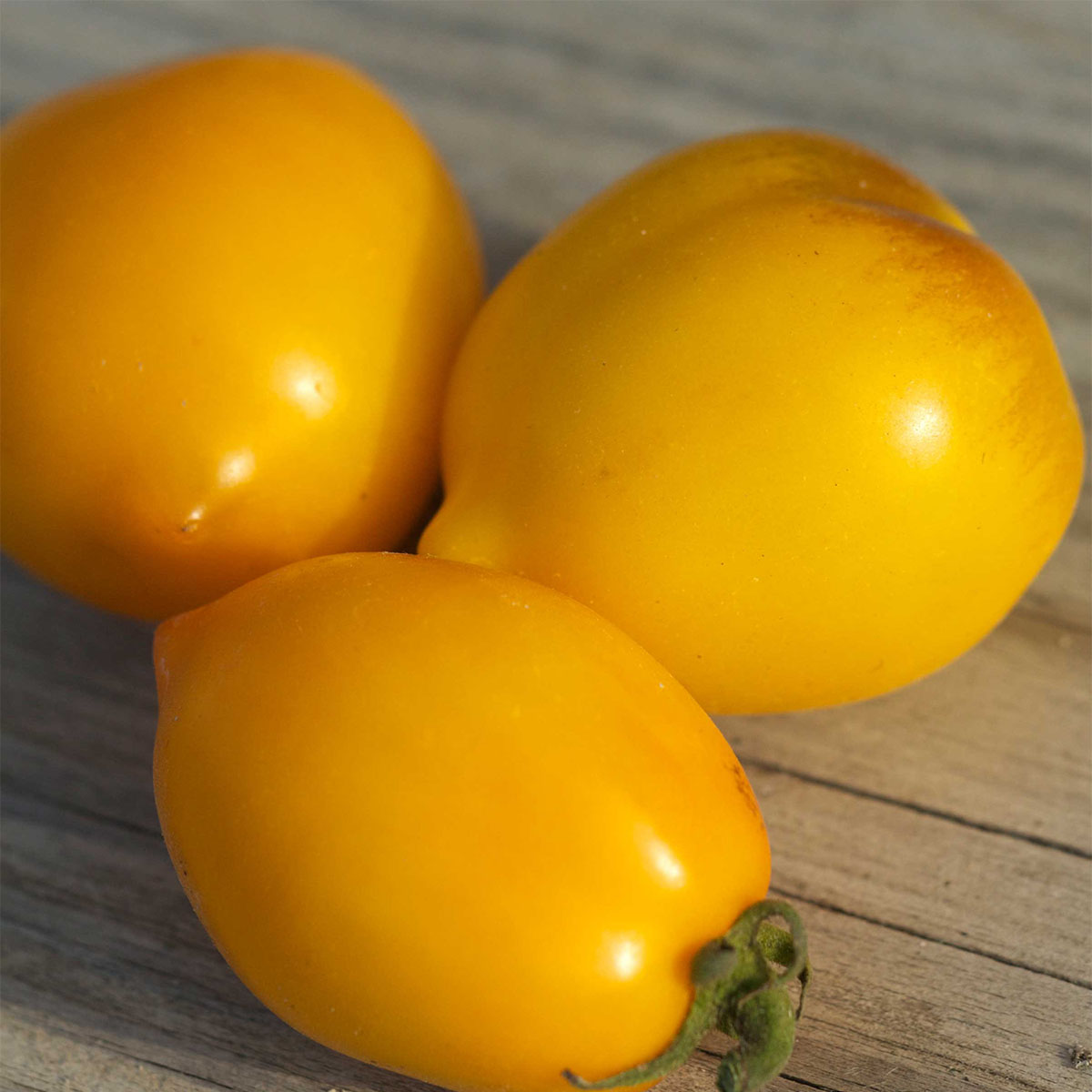 Tomate Lemon Tree Bio - Ferme de Sainte Marthe