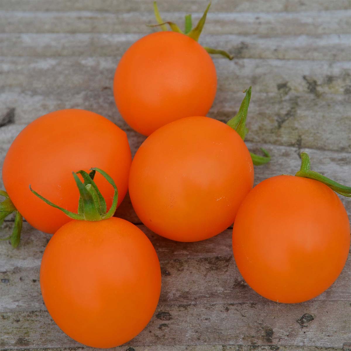 Tomate Orange Berry Bio - Ferme de Sainte Marthe