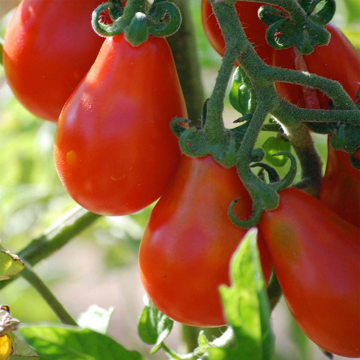 Tomate Poire rouge Bio - Ferme de Sainte Marthe