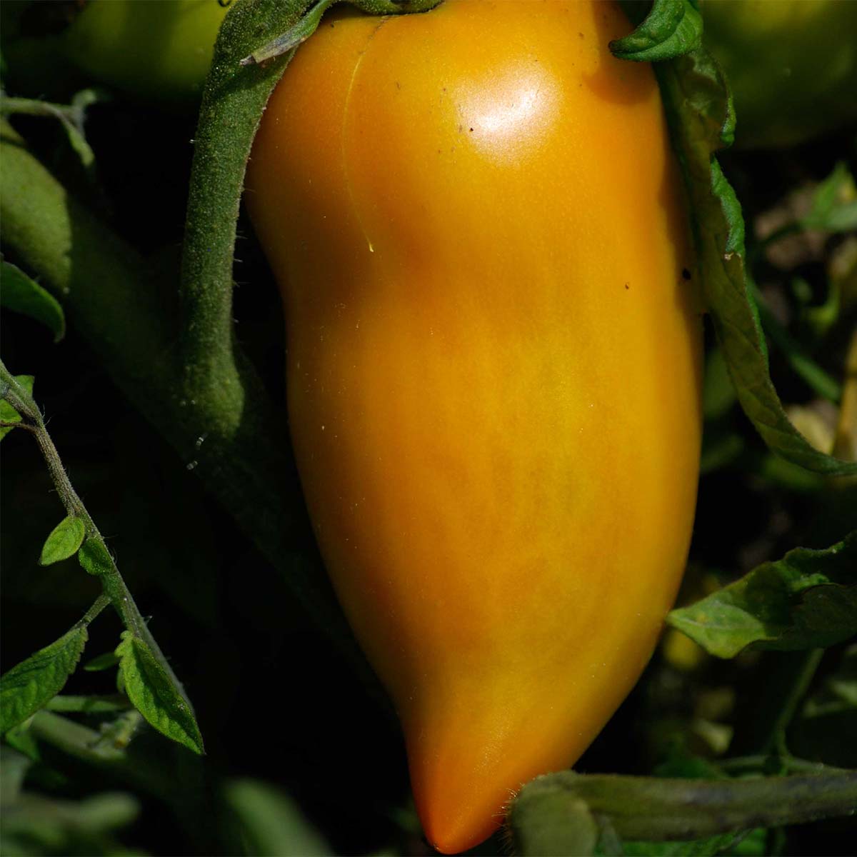 Tomate Poivron jaune Bio - Ferme de Sainte Marthe