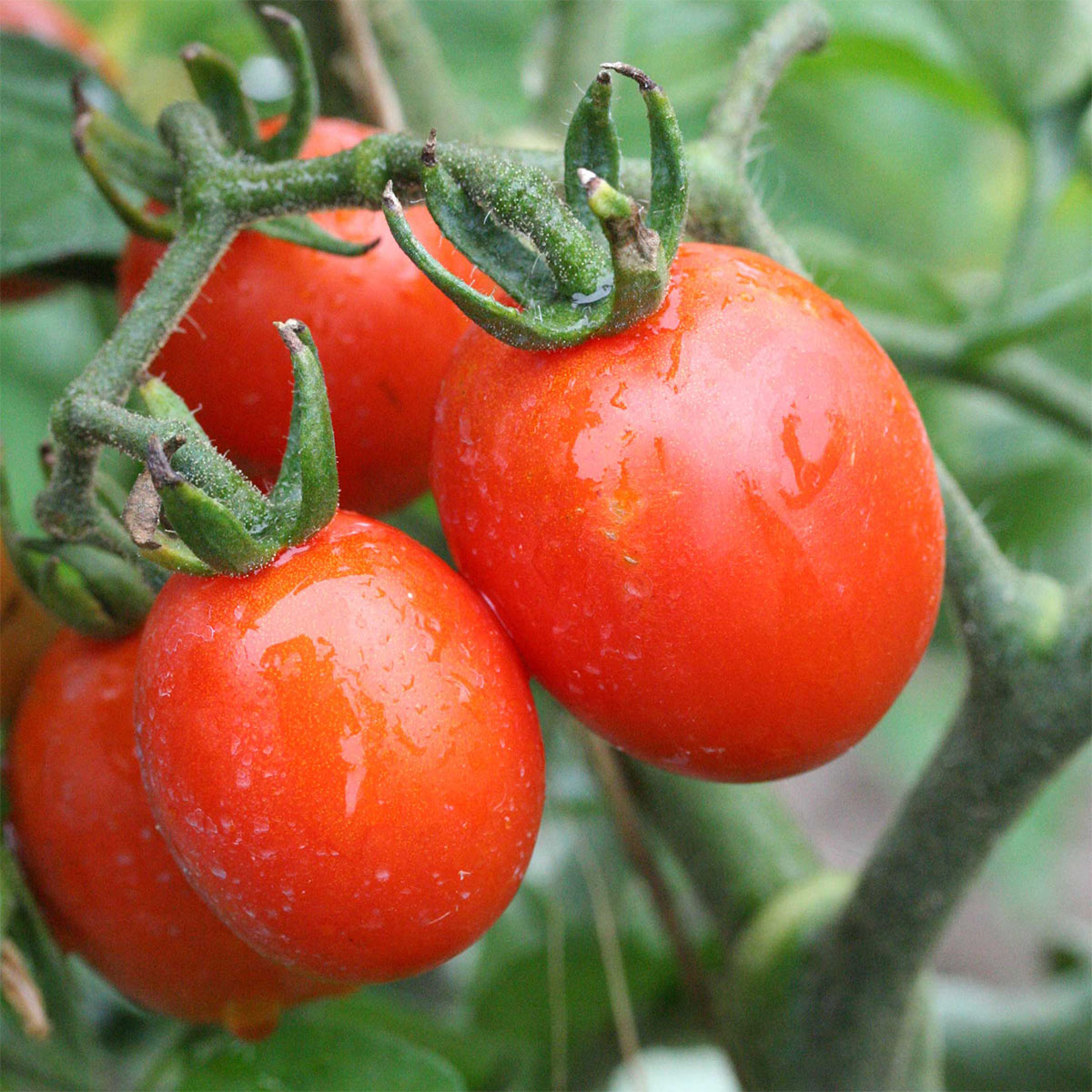 Tomate Prince Borghese Bio - Ferme de Sainte Marthe