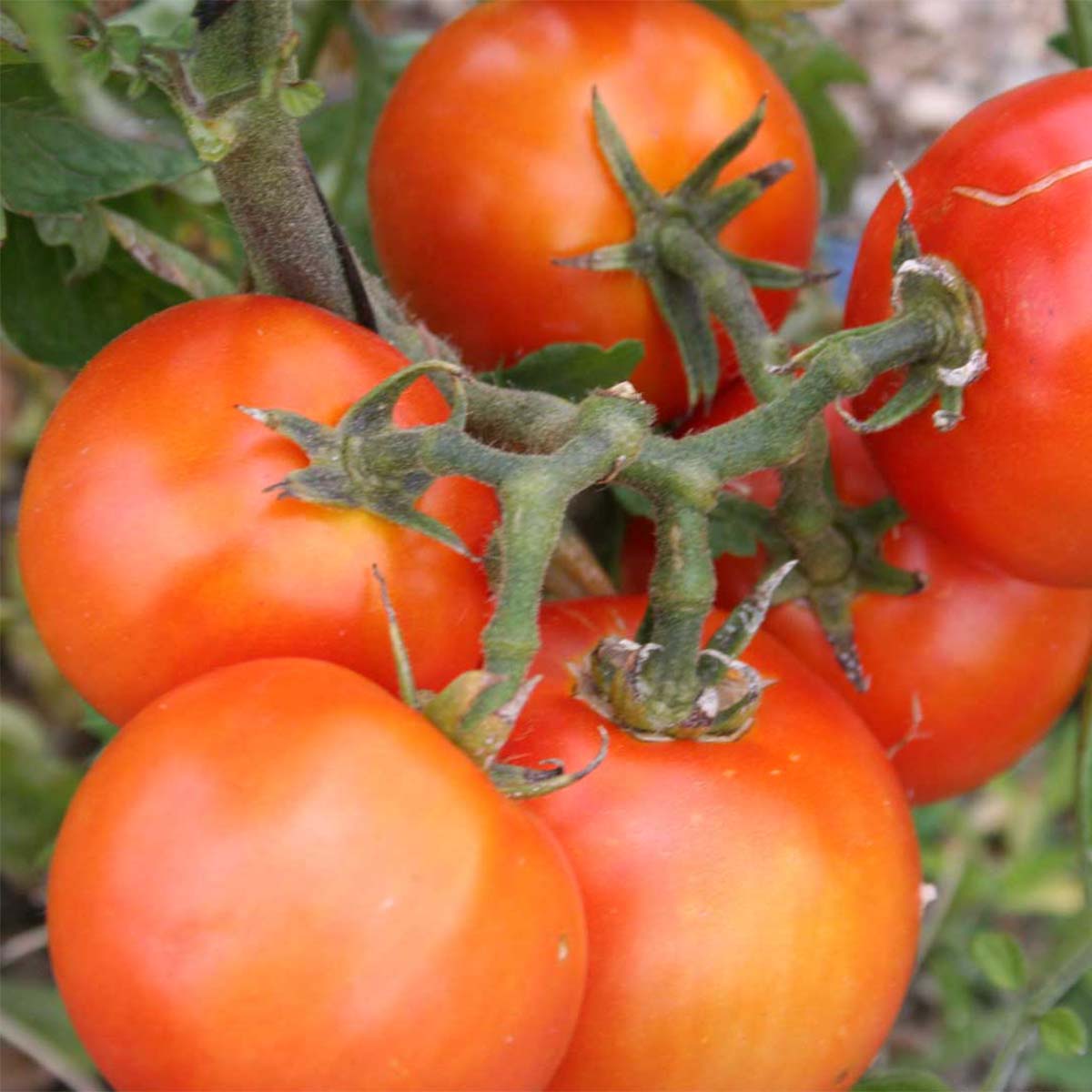 Tomate Royale des Guineaux Bio - Ferme de Sainte Marthe