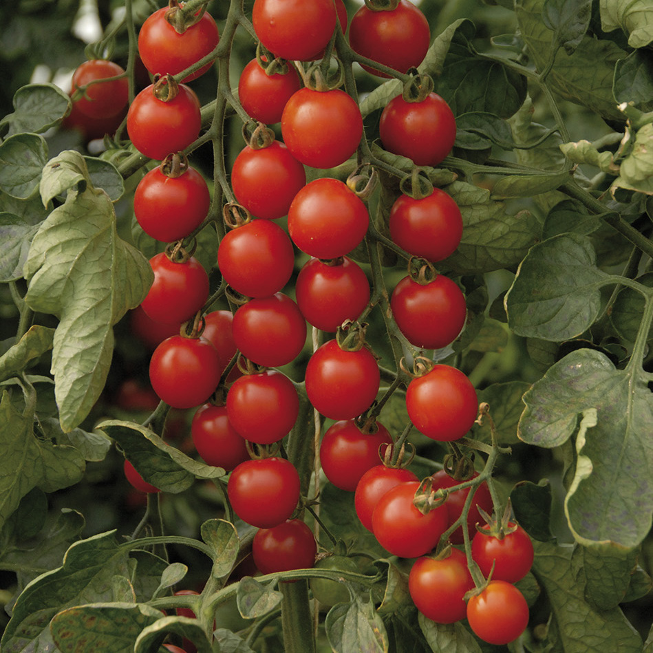 Tomate Supersweet 100 F1 - Solanum lycopersicum 