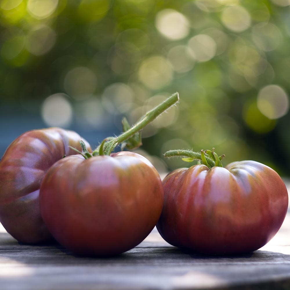 Tomate Noire de Crimée F1 en plants GREFFES - Tomate ancienne