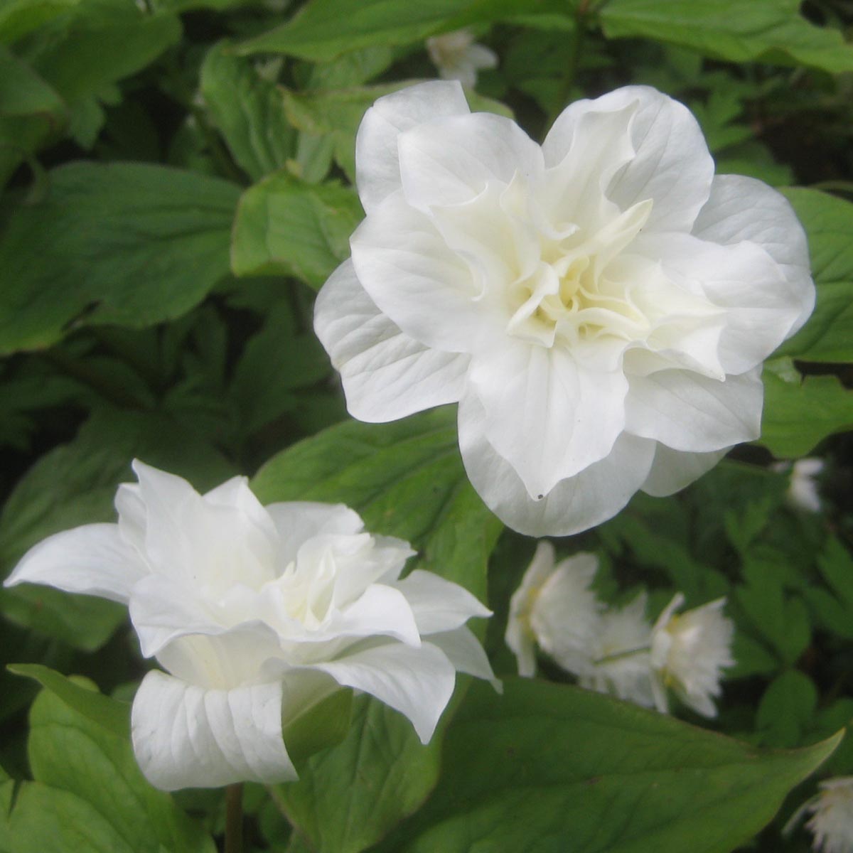 Trillium grandiflorum Flore Pleno - Trille blanc à fleurs doubles