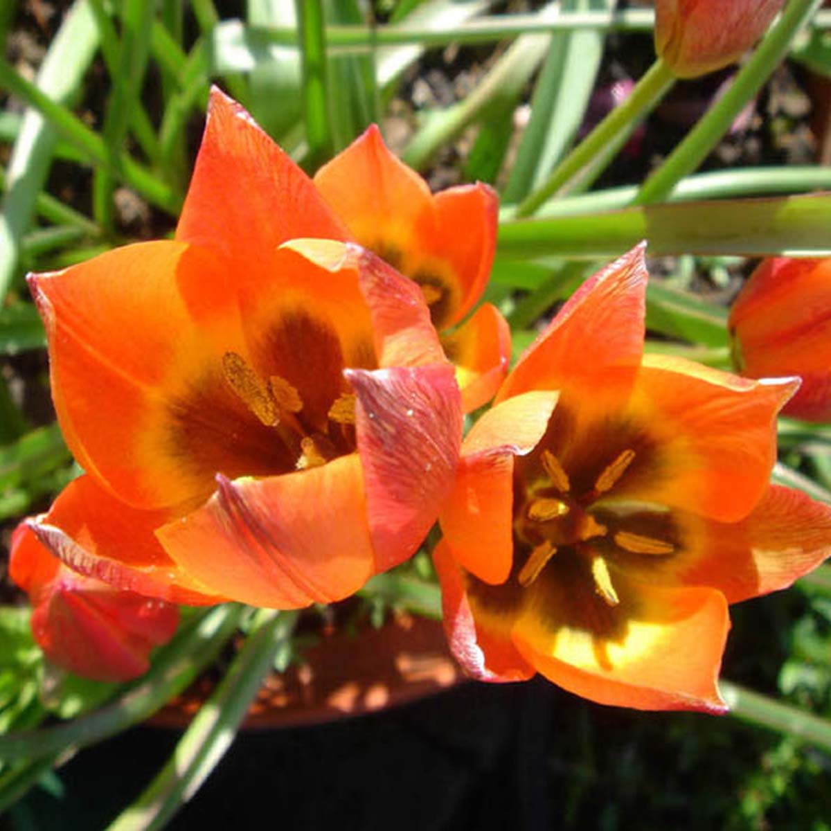 Tulipe Botanique Little Princess