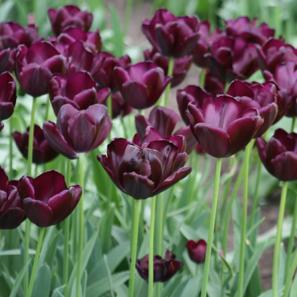 Tulipe Triomphe Black Jack