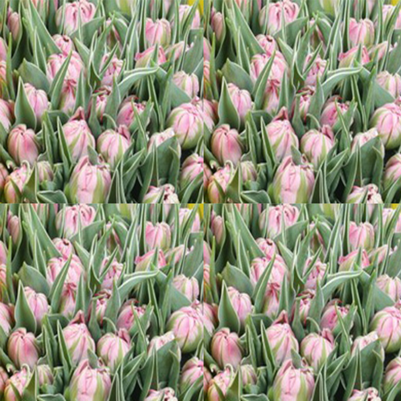 Tulipe Double Flashpoint