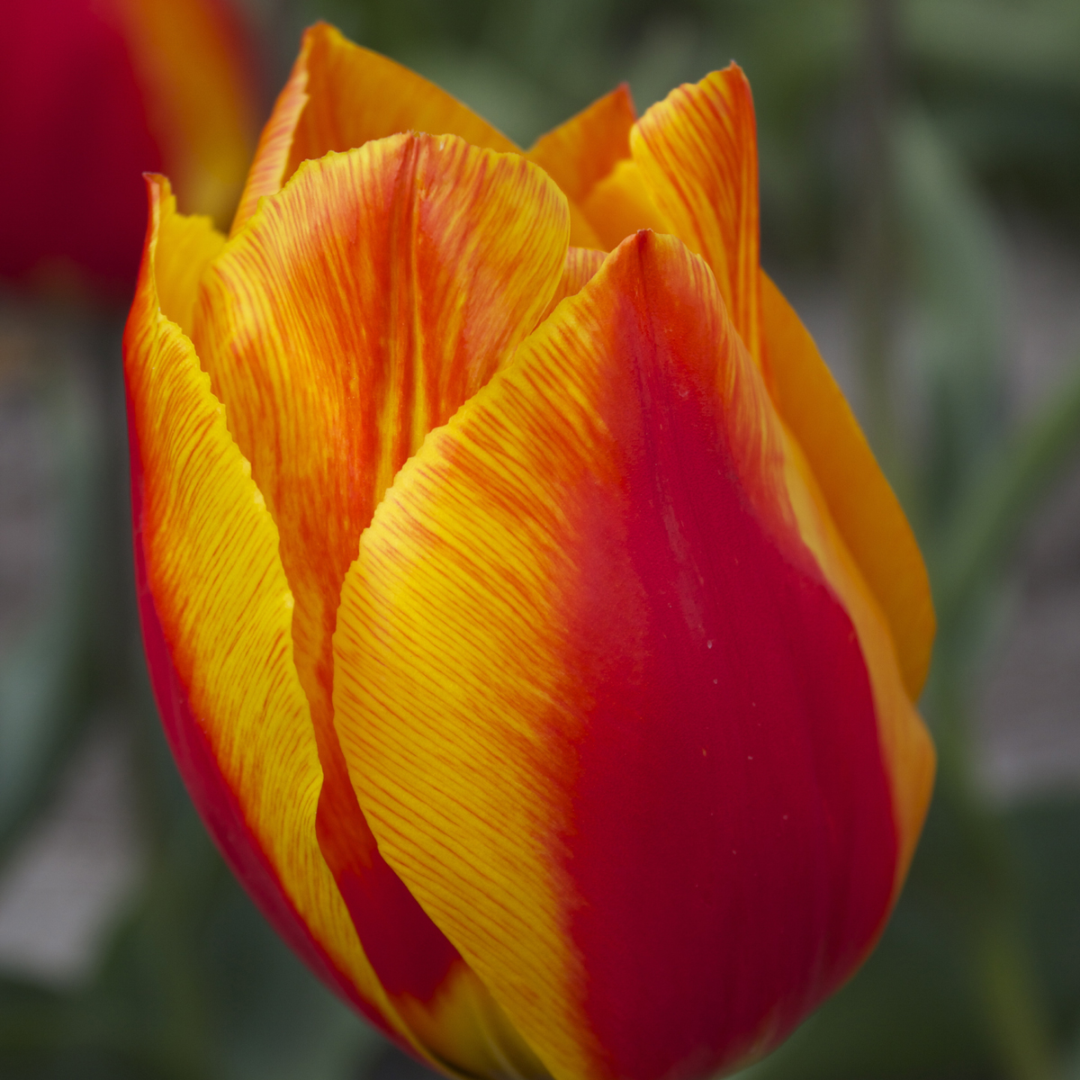 Tulipe Simple Hâtive Flair