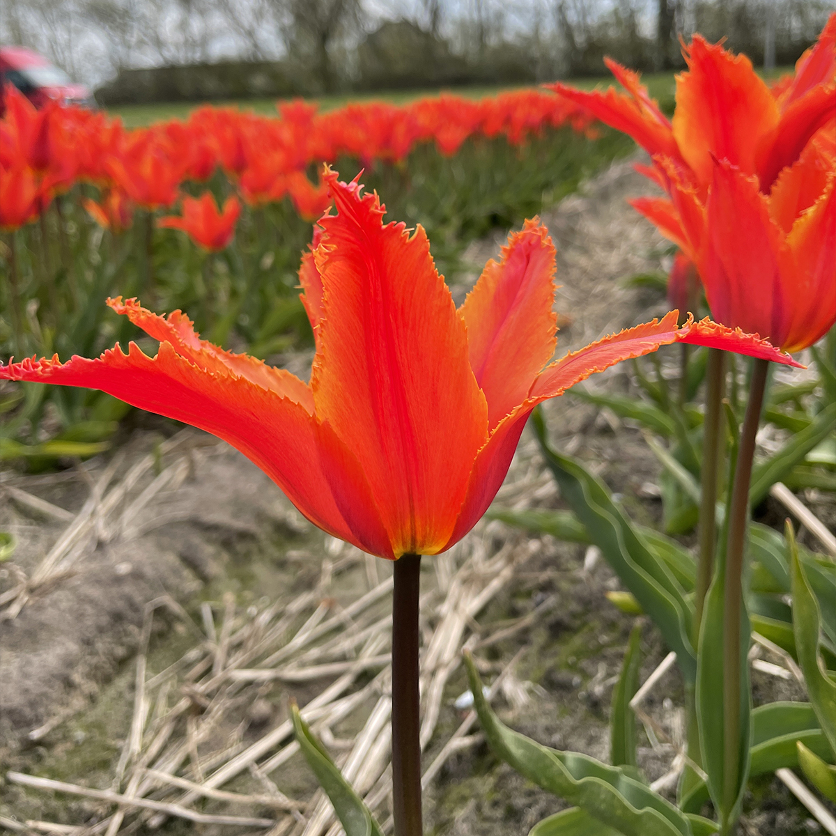 Tulipe Fleur de lis Alexandrine