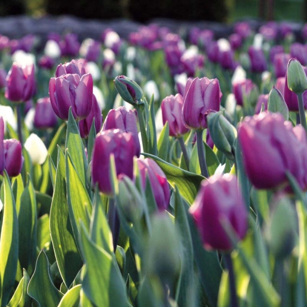 Tulipe Triomphe Holland Beauty
