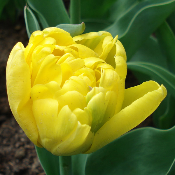 Tulipe Yellow Baby