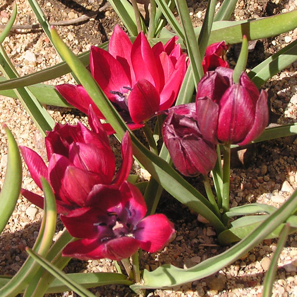 Tulipe botanique humilis Lilliput