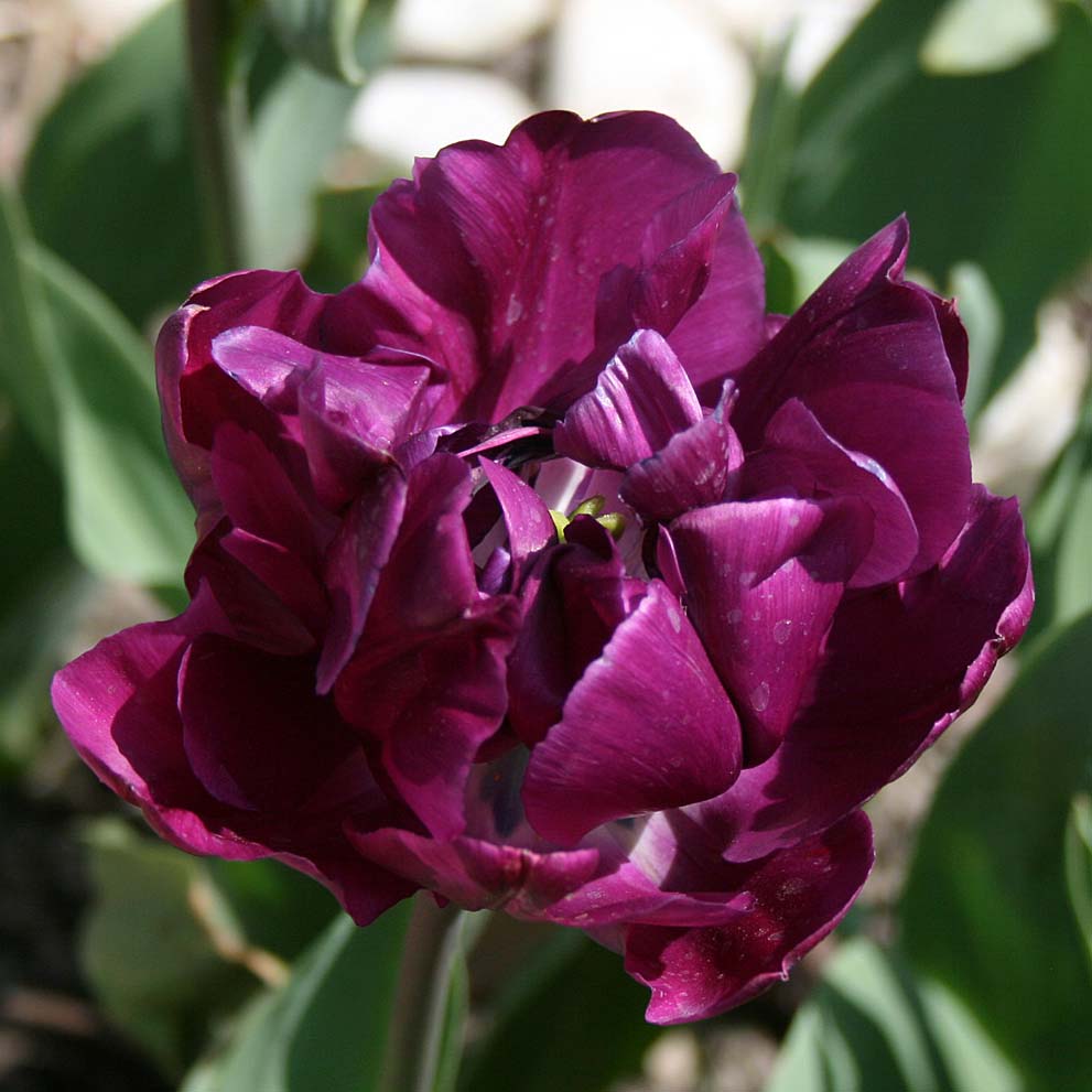 Tulipe double tardive Negrita Double