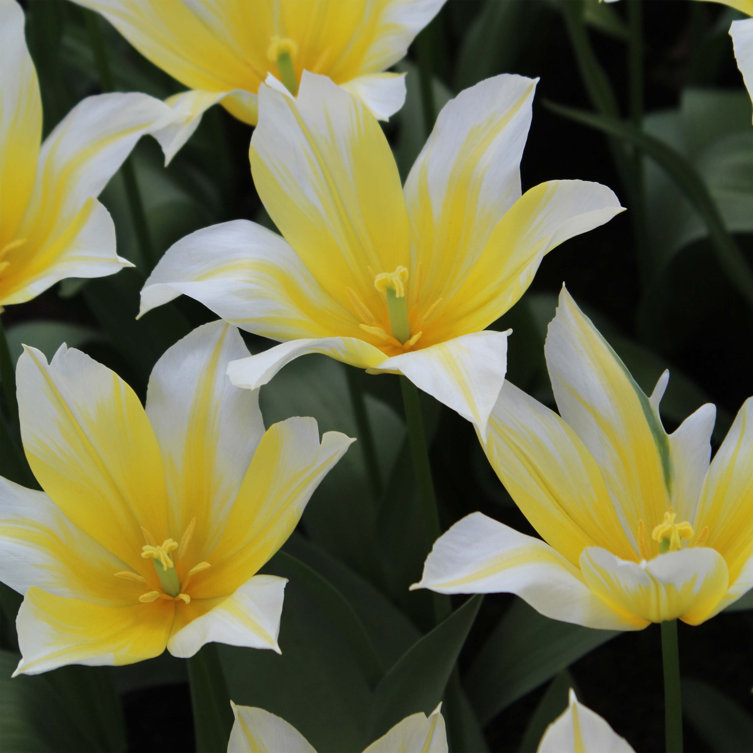 Tulipe fleur de lis Budlight