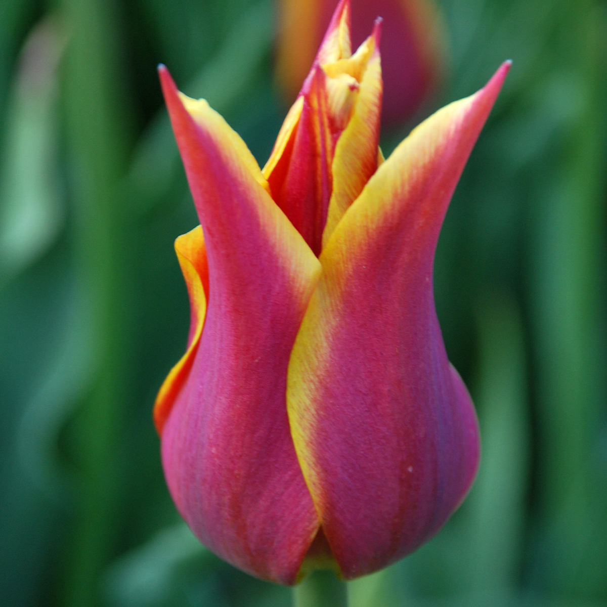 Tulipe fleur de lis Sonnet