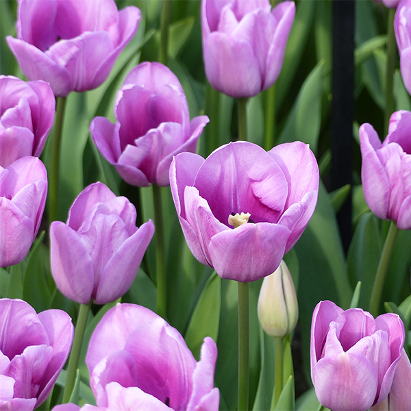 Tulipe simple tardive Violet Beauty