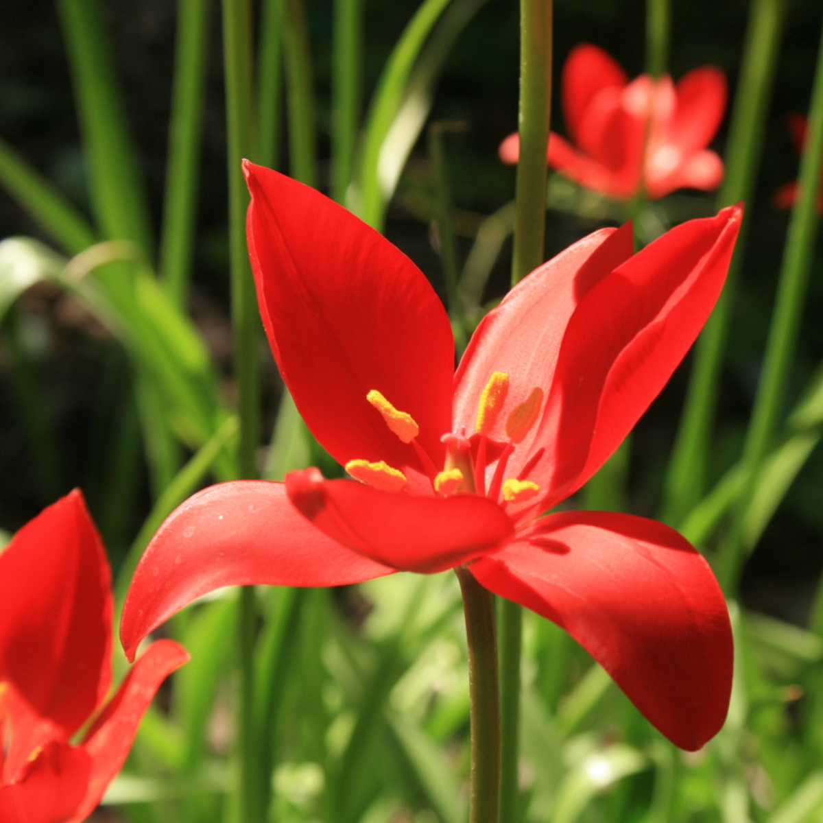 Tulipe botanique sprengeri