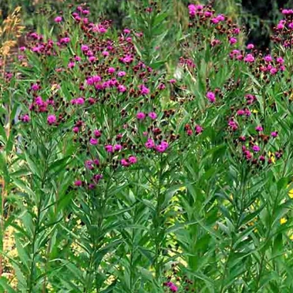 Vernonia crinita