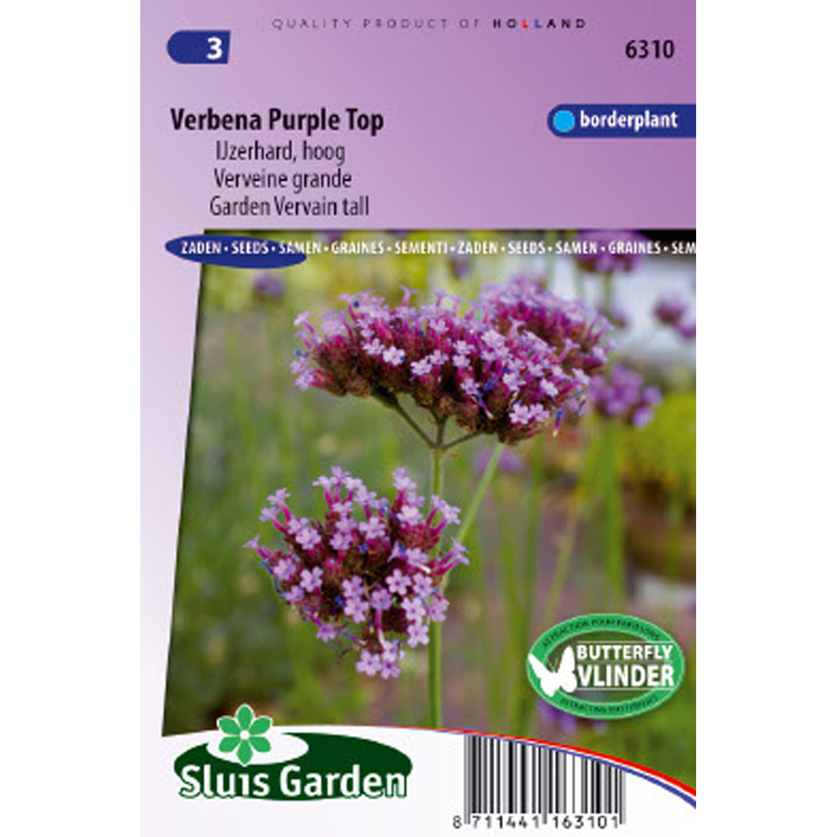 Verveine de Bueno-Aires Purple Top - Verbena bonariensis