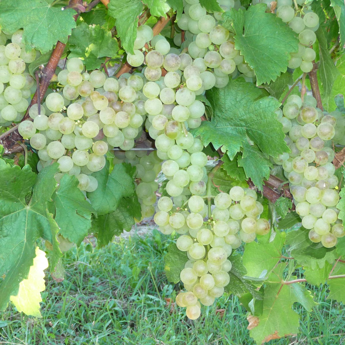 Vigne Chasselas Doré - Vitis vinifera