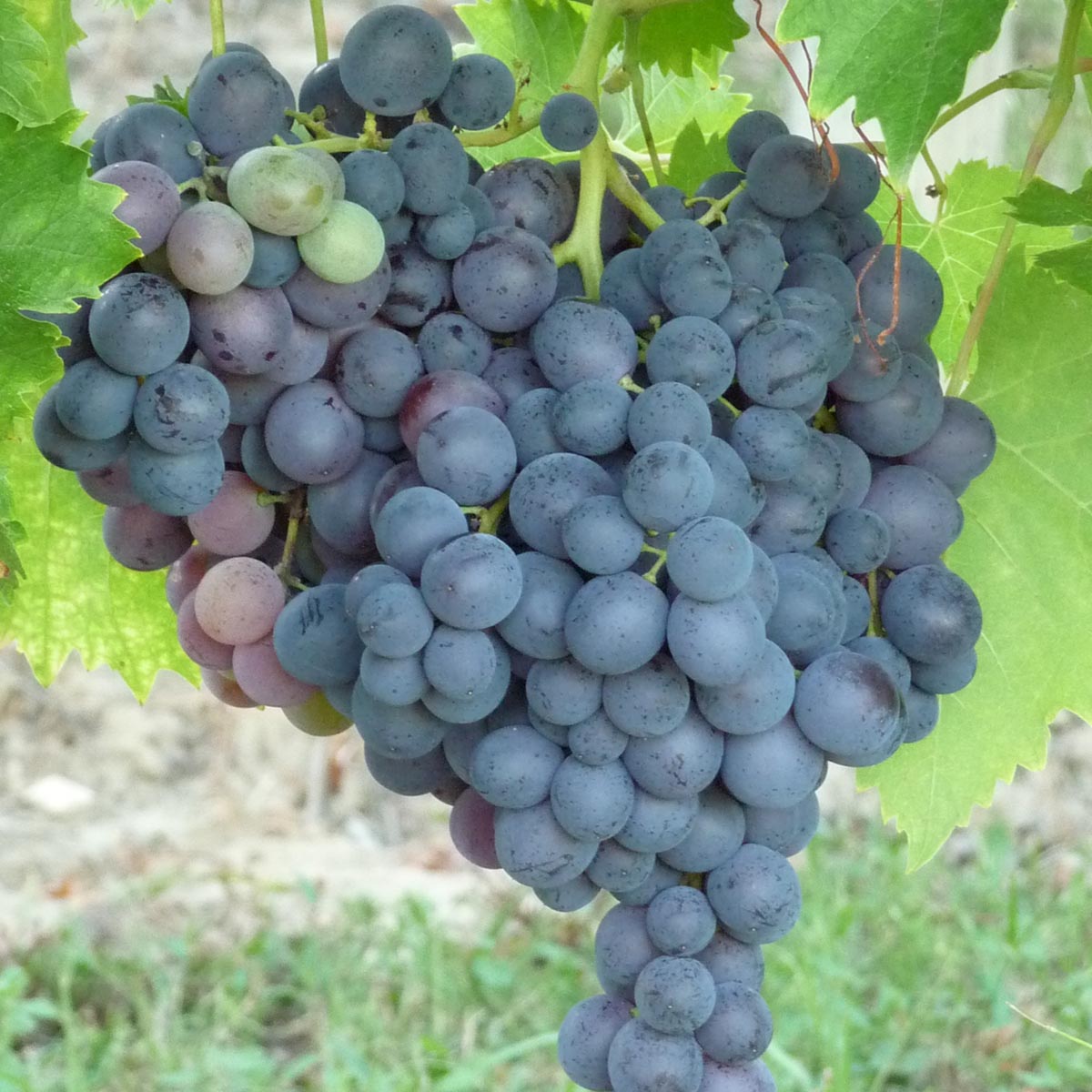 Vigne Muscat de Hambourg - Vitis vinifera