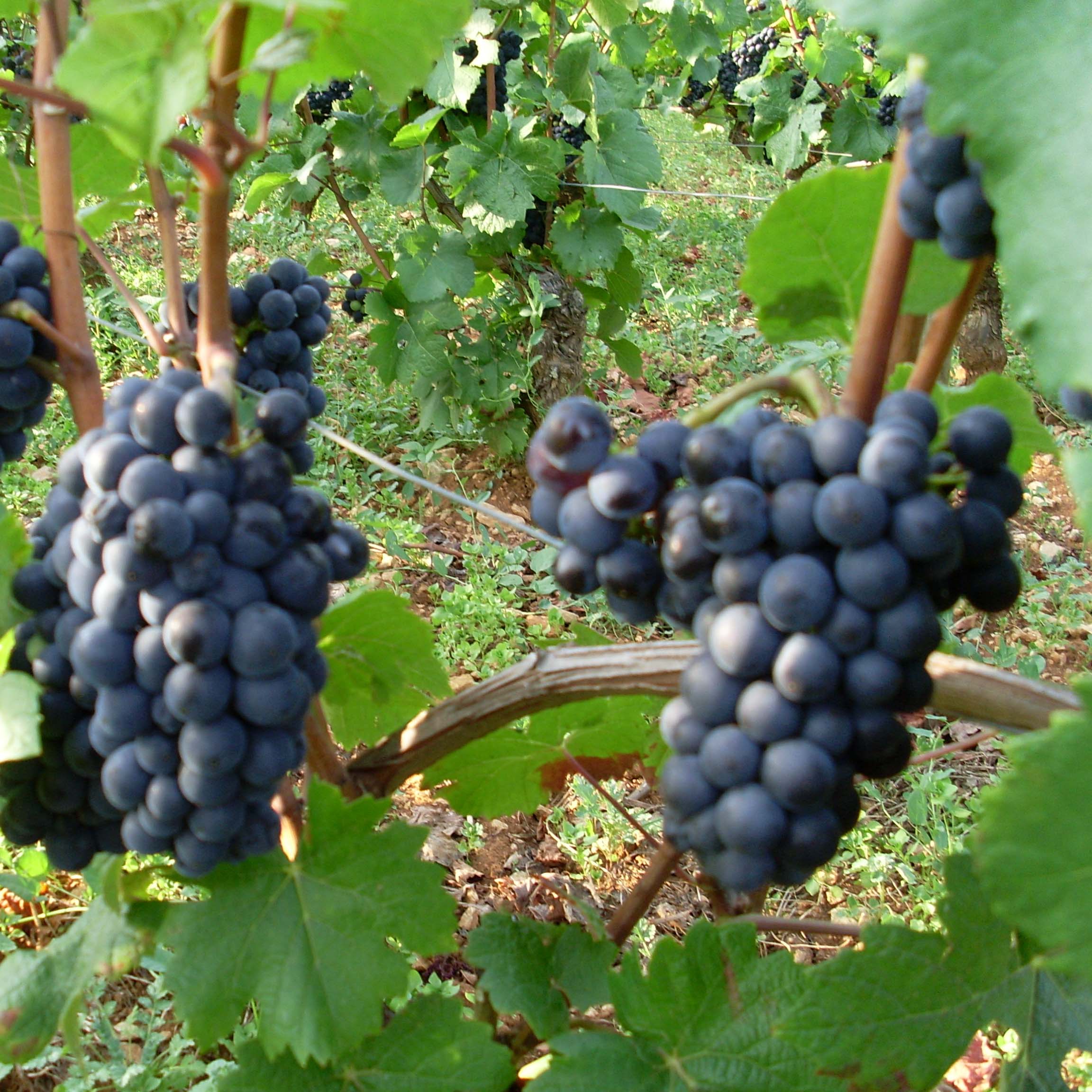 Vigne Pinot Noir