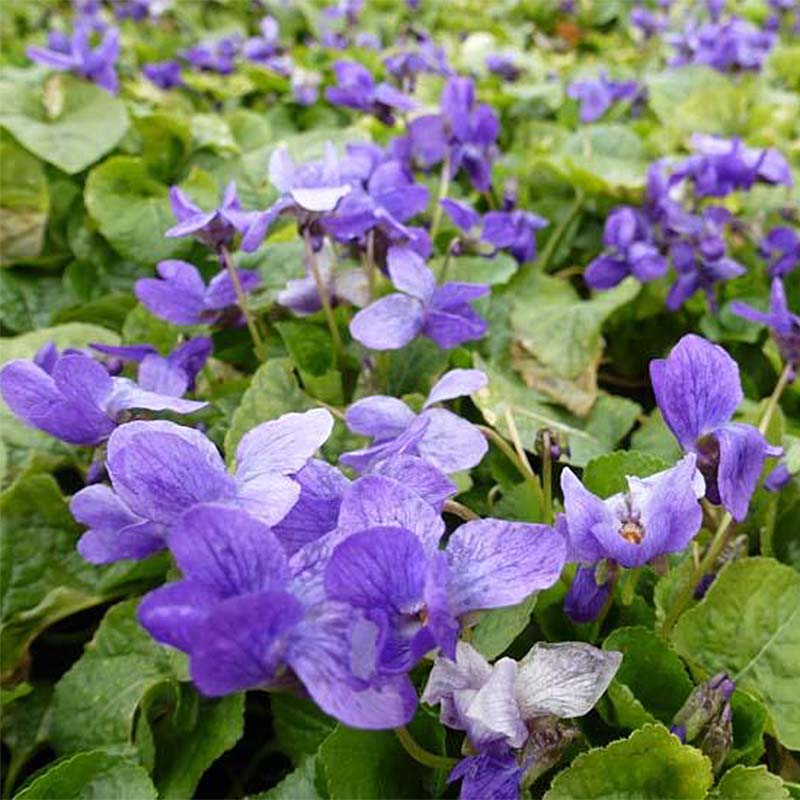Violette odorante Königin Charlotte - Viola odorata