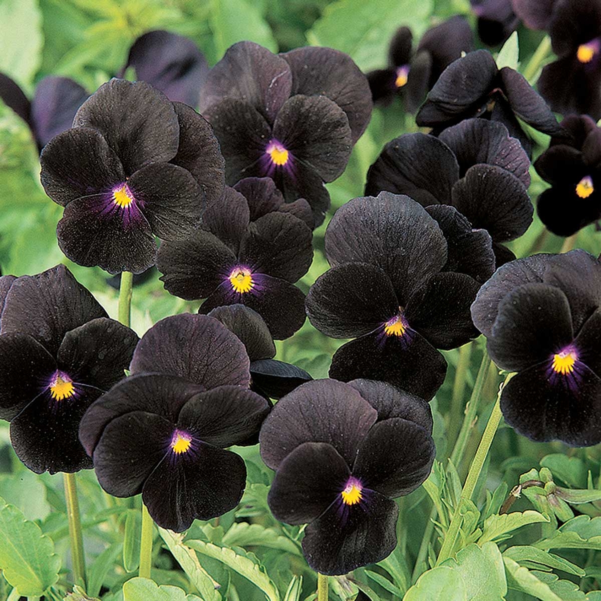 Violette cornue Sorbet Black Delight Mini-motte