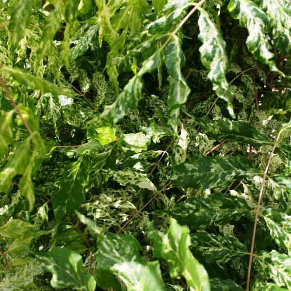 Glycine du Japon - Wisteria floribunda variegata