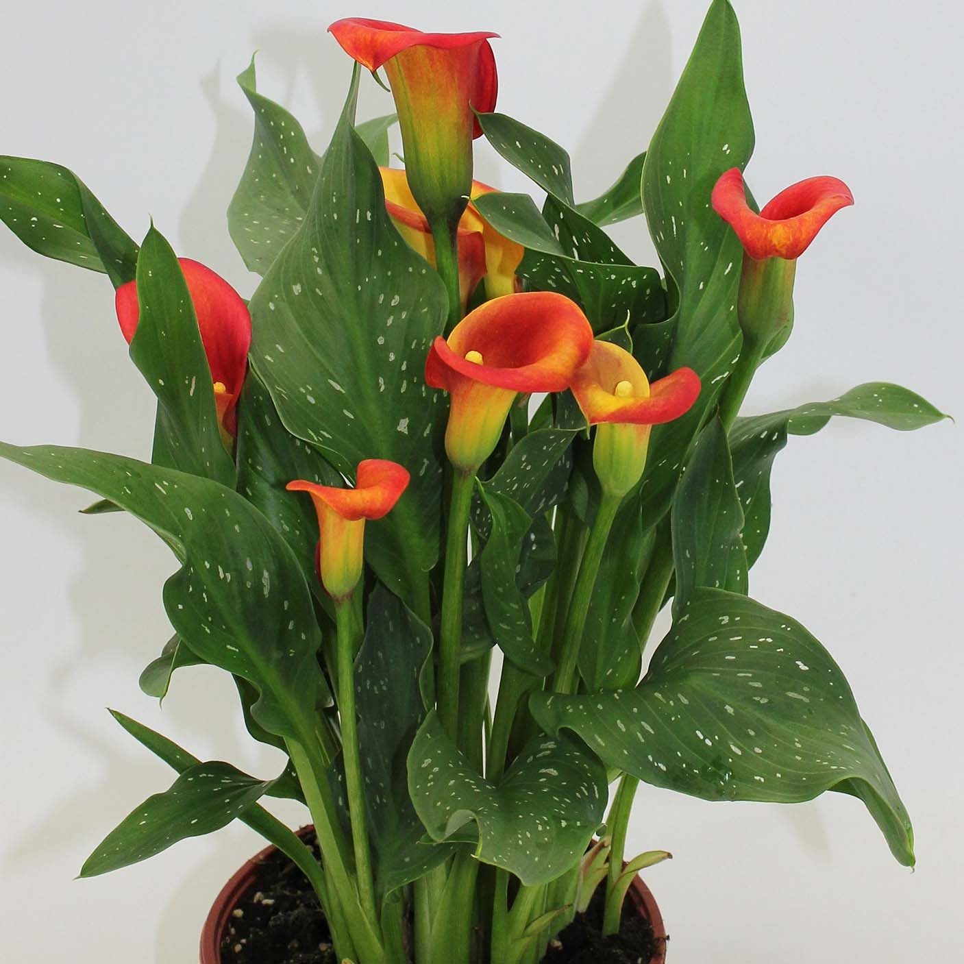 Arum ou Calla à fleurs rouge, orange et jaune - Zantedeschia Captain Fuego