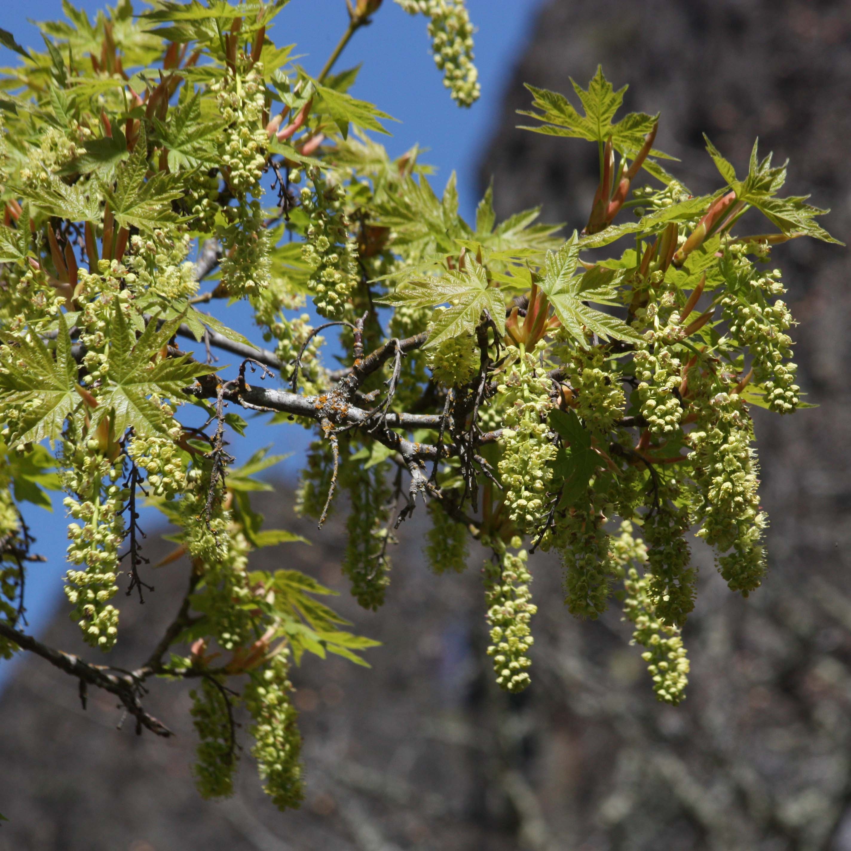 Acer macrophyllum - Erable à grandes feuilles