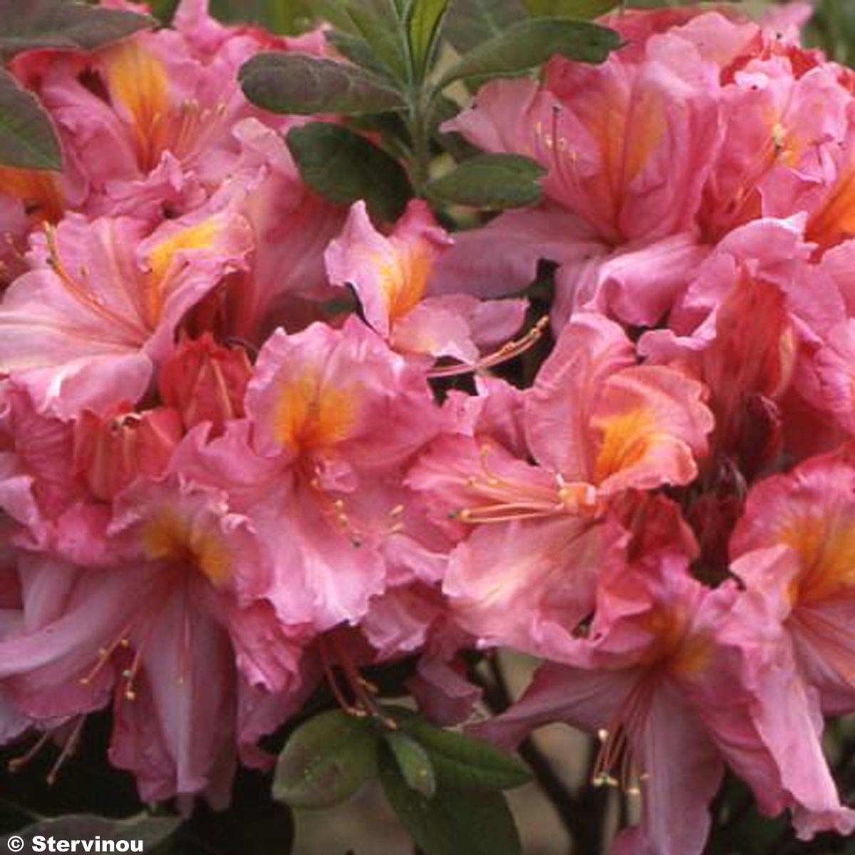 Azalée de Chine Berry Rose - Rhododendron hybride