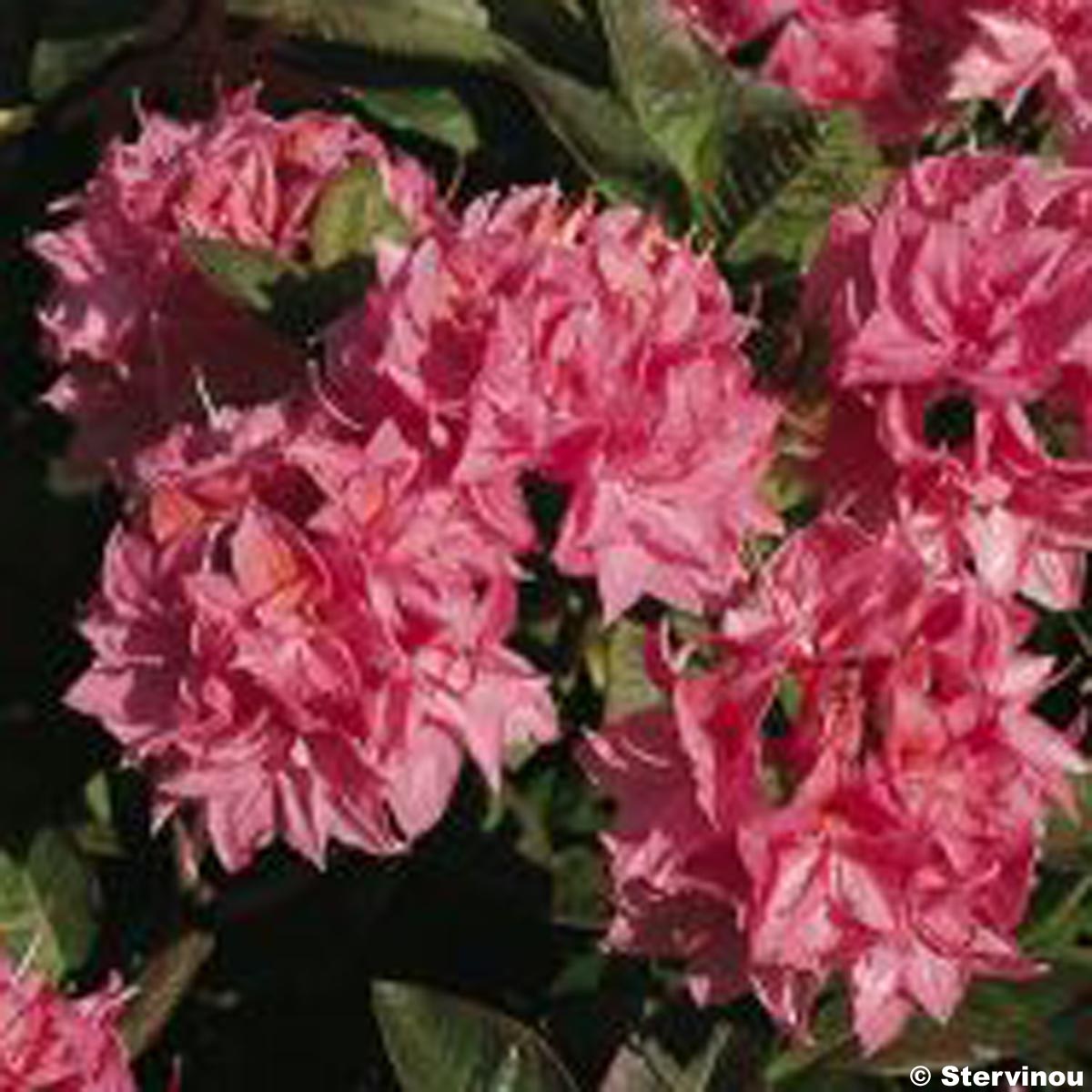 Azalée de Chine Kilian - Rhododendron hybride