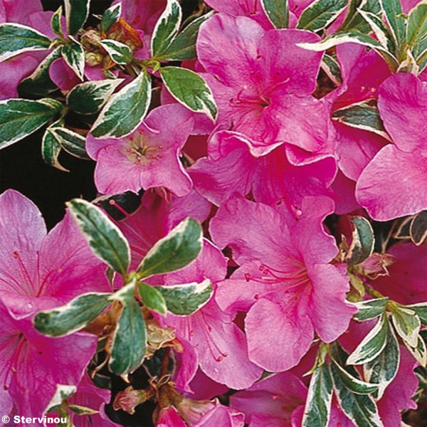 Azalée du Japon Silver Queen - Rhododendron hybride