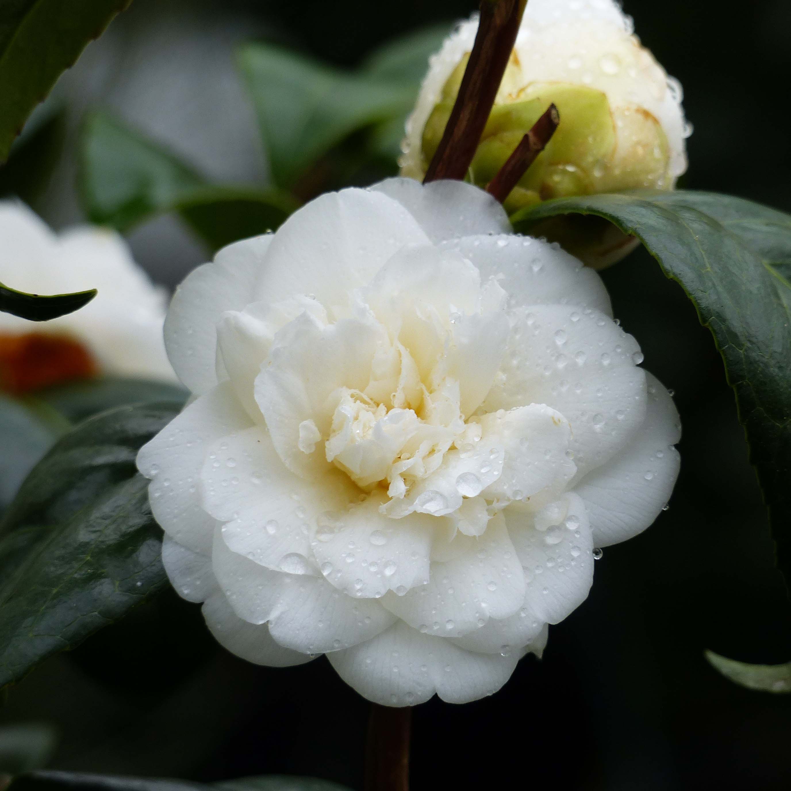 Camélia Nobilissima - Camellia japonica 