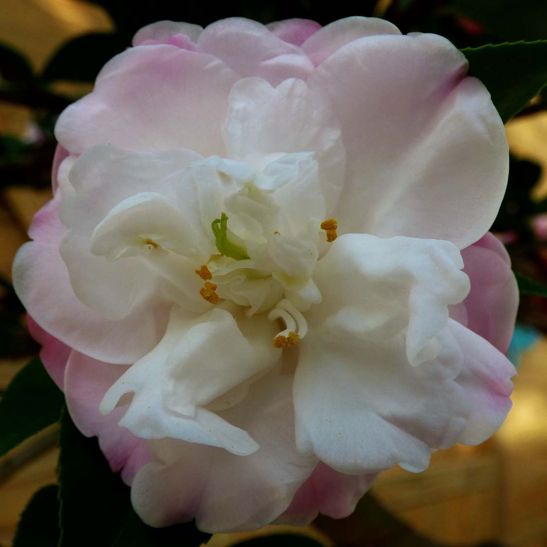 Camélia champêtre - Camellia Cinnamon Cindy