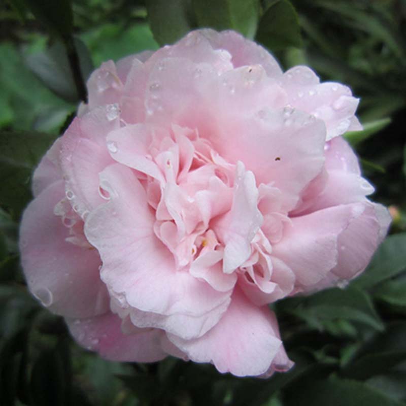 Camélia champêtre - Camellia Sweet Emily Kate