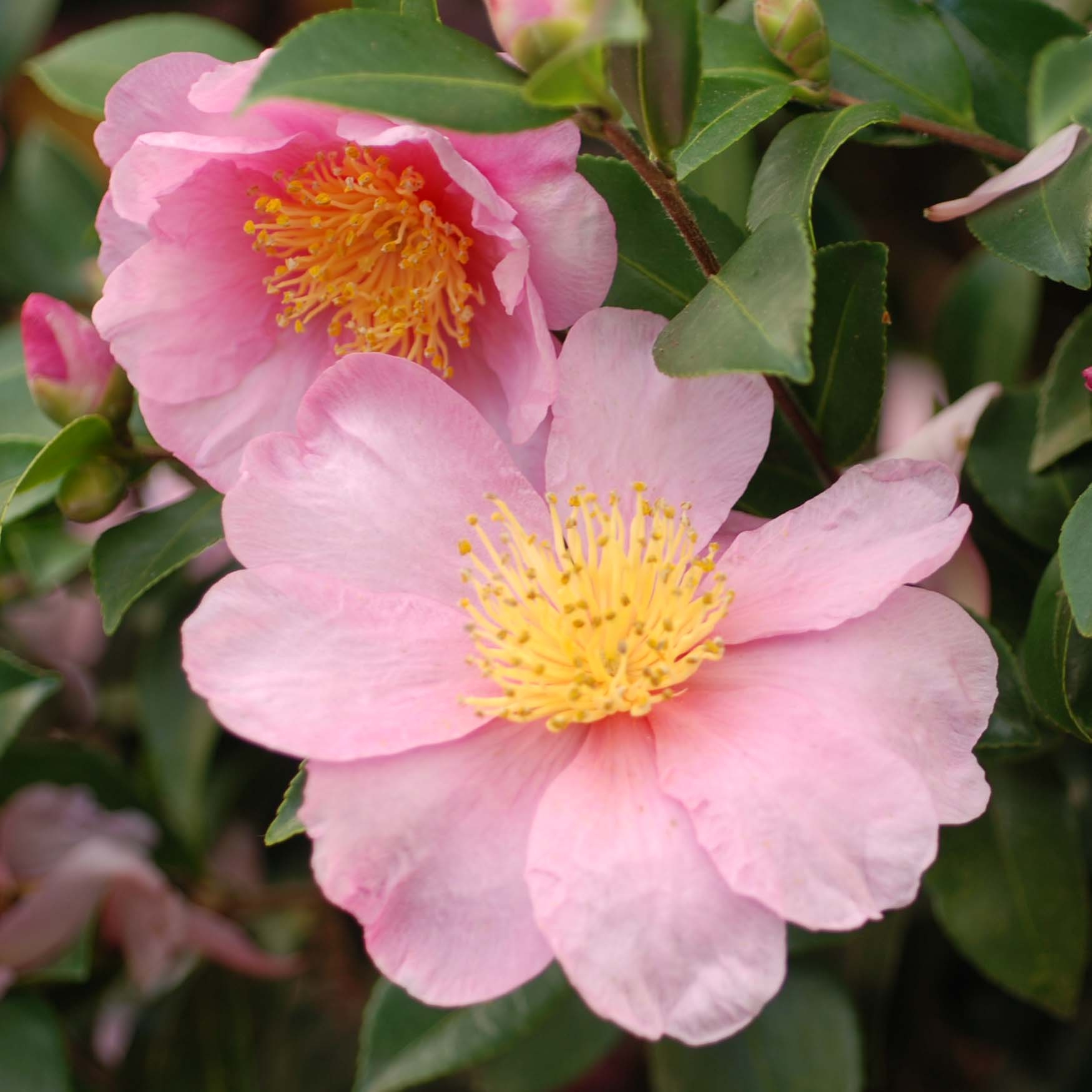 Camélia d'automne - Camellia x hiemalis Pink Goddess