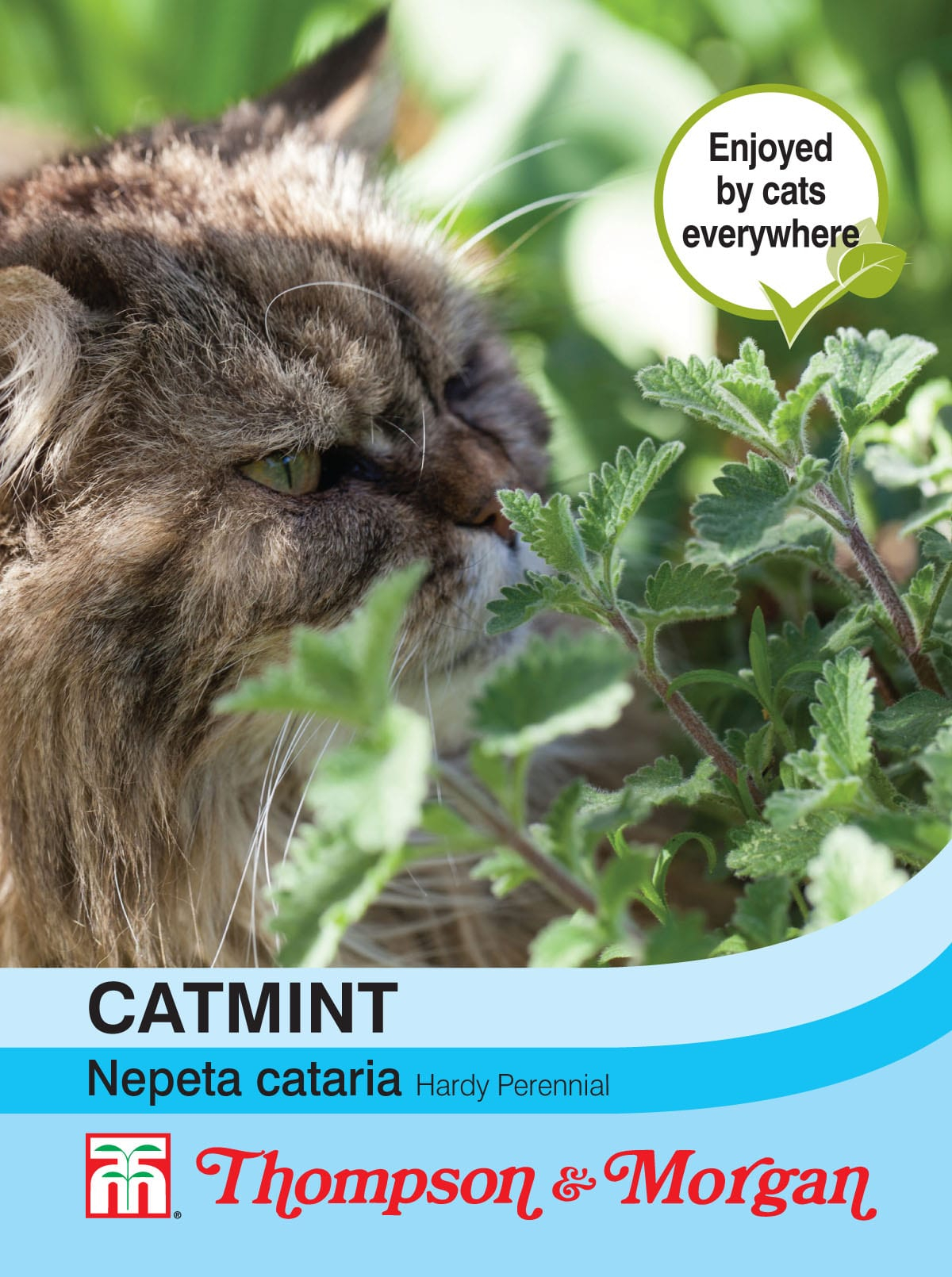 Graines de Nepeta cataria - Chataire - Catmint