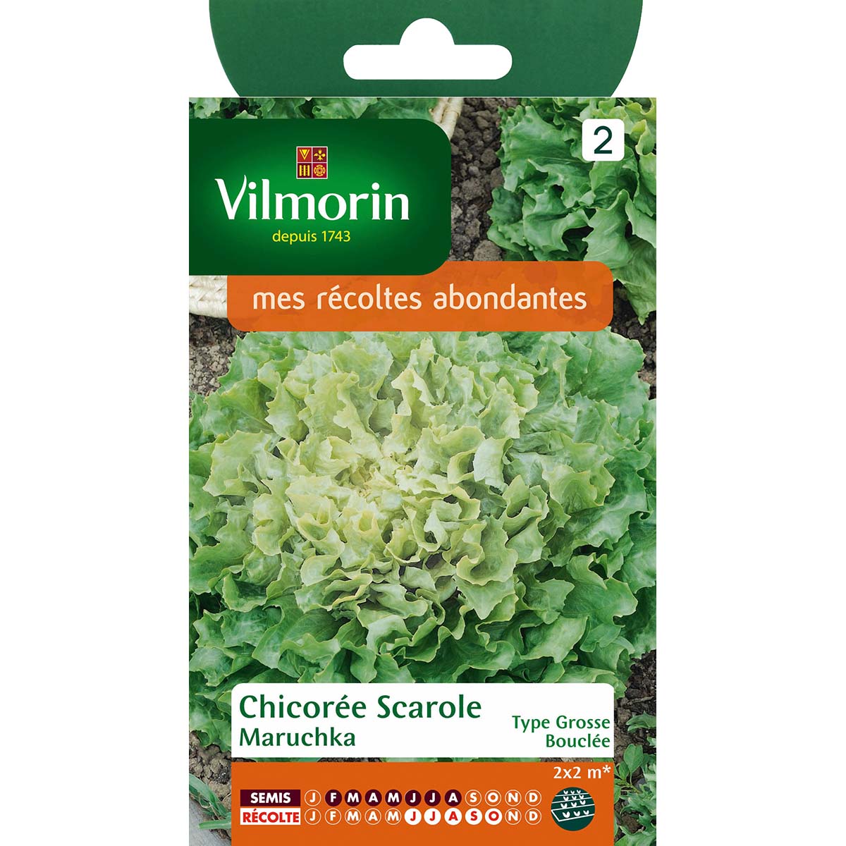 Chicorée scarole Maruschka (remplace Catalane) - Vilmorin