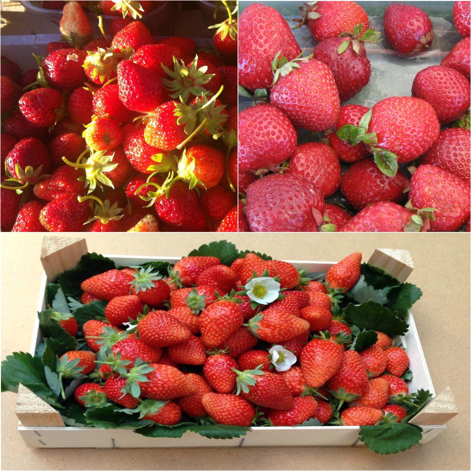 Collection 9 fraisiers bio remontants
