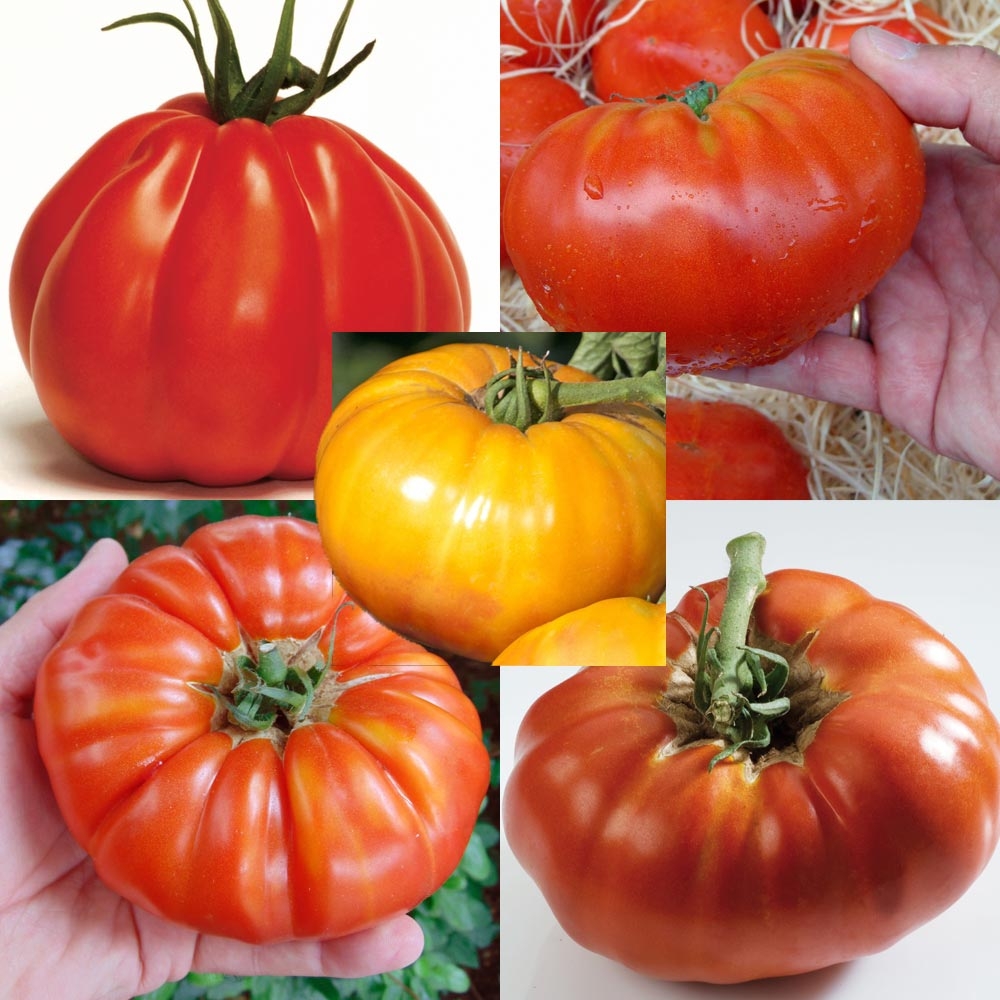 Collection de 5 tomates à gros fruits en plants