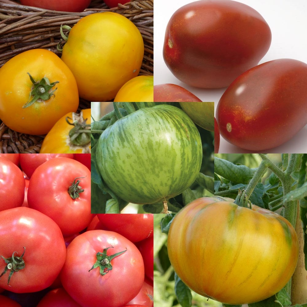 Collection de 5 tomates colorées en plants