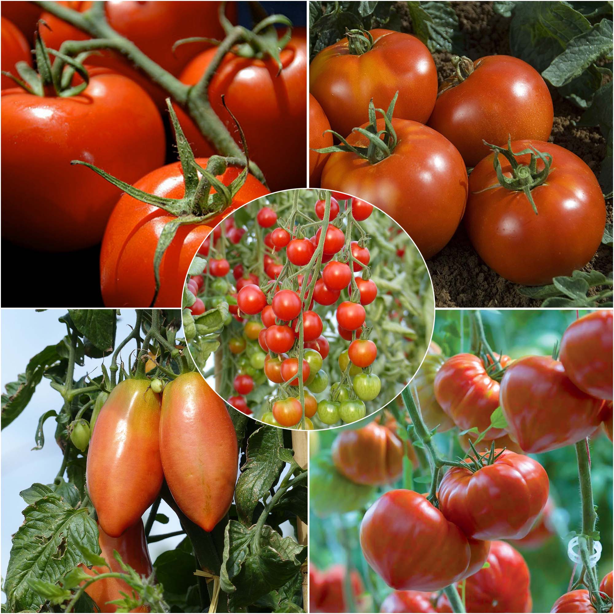 Collection de 5 tomates indispensables en plants